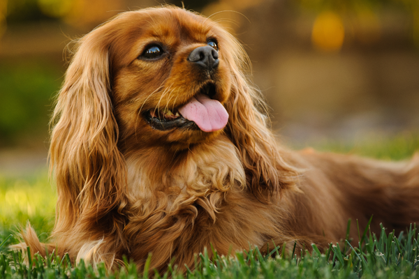 Le Cavalier King Charles