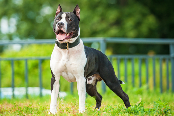 Le Staffordshire Bull Terrier