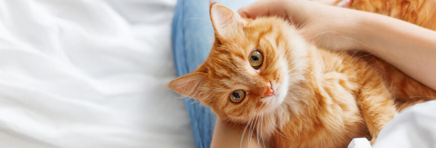 animal de compagnie
