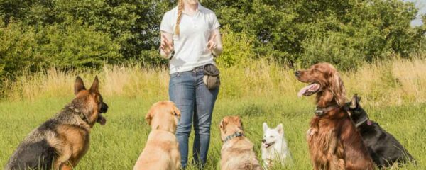 éducateur canin